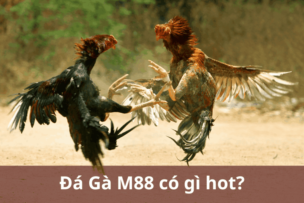 đá gà M88